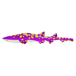 Violet Galapagos Catshark